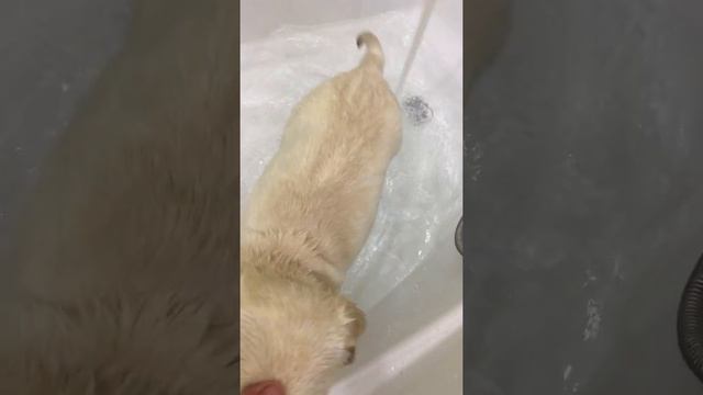 Первое купание Лабрадора смотреть онлайн