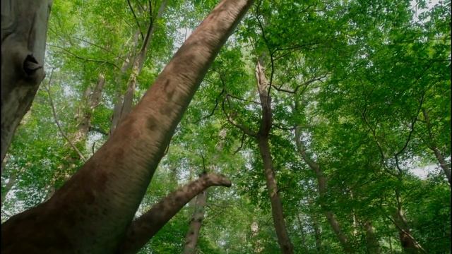 Доисторическая Планета (Prehistoric Planet) - Шедевр на Все Времена | Обзор и Рецензия. смотреть онлайн