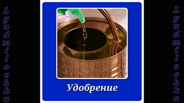 Глориоза. Уход в домашних условиях смотреть онлайн