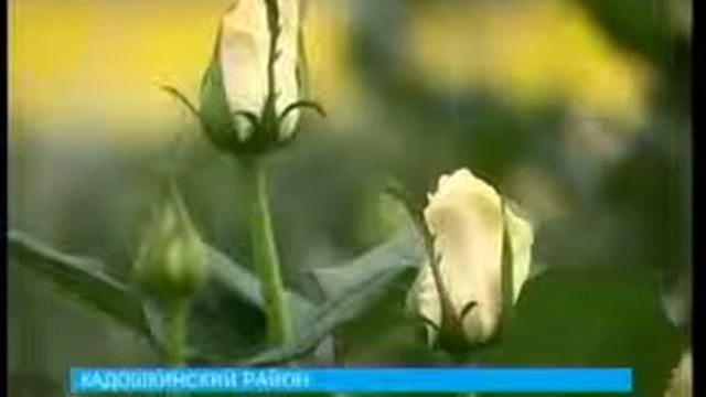 В Кадошкине выращивают новые сорта роз смотреть онлайн