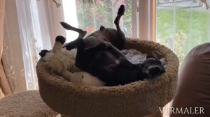 ?Левретка приколы