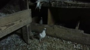 Венгерские голуби продажа 500-2000