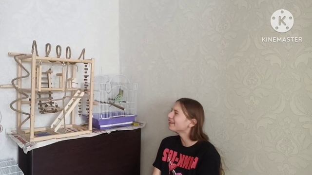 Плюсы и минусы содержание волнистого попугая. Что надо знать прежде чем завести попугая смотреть онлайн
