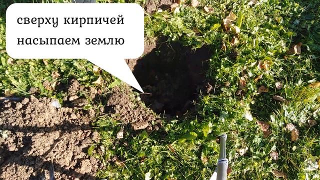 КАК БЫСТРО И ПРАВИЛЬНО ПОСАДИТЬ ДЕРЕВО НА ДАЧЕ смотреть онлайн