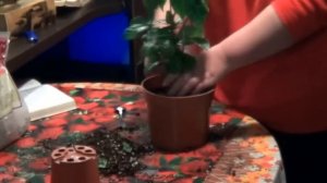 Кофе. Как Выращивать Кофейное  Деревце Дома. полные рекомендации по Уходу За Кофе