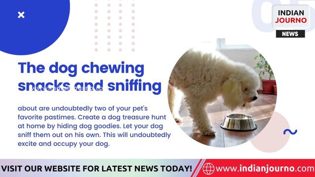 Ways to help your dog cope as you go back to working from office | Indian Journo смотреть онлайн