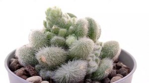 Sedum hintonii