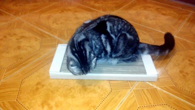 Первый подход к когтеточке-лежанке ECOcat. смотреть онлайн