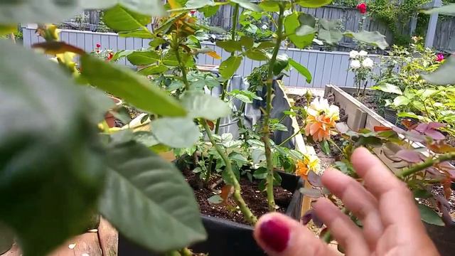 BEST ROSE FERTILIZER / Super Charge Your Roses Blooming All Summer смотреть онлайн