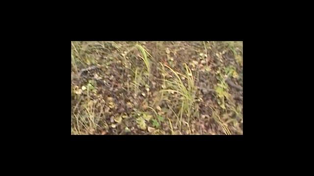 Рыбалка как ловить Щуку.Дедовский способ, ТАК ВЫ ЕЩЕ НЕ ЛОВИЛИ!!!. ОГРАБИЛ БРАКОНЬЕРОВ .Сети!! смотреть онлайн