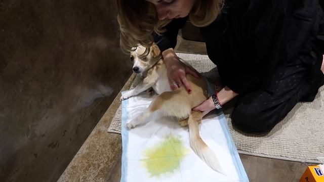 Как сцеживать "собаку-спинальника"? Туалет "особенных" собак. смотреть онлайн