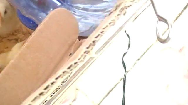 Содержание цыплят до 2 недельного возраста смотреть онлайн