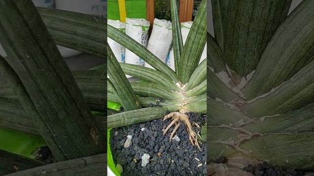 SANSEVIERIA PATENS смотреть онлайн
