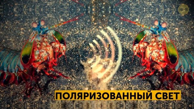 Органы чувств животных круче, чем у нас смотреть онлайн