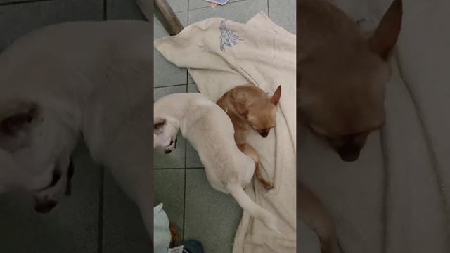 Плановая вязка чихуахуа.Часть 2 смотреть онлайн