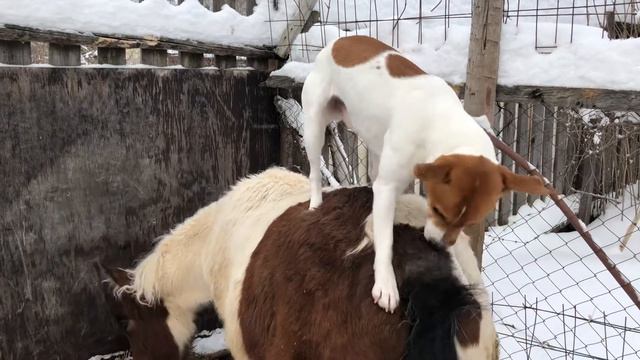 Рассел терьер верхом на жеребёнке смотреть онлайн