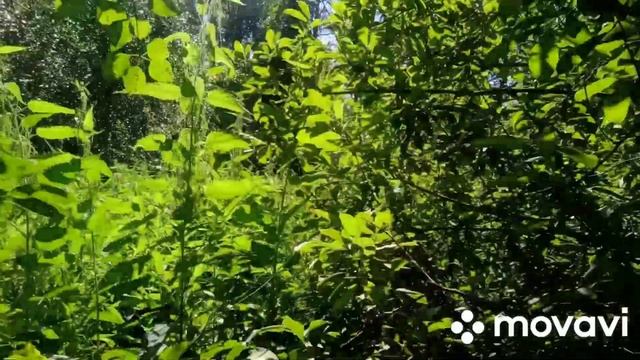 Прогулка по болоту, маслята за огородом. смотреть онлайн