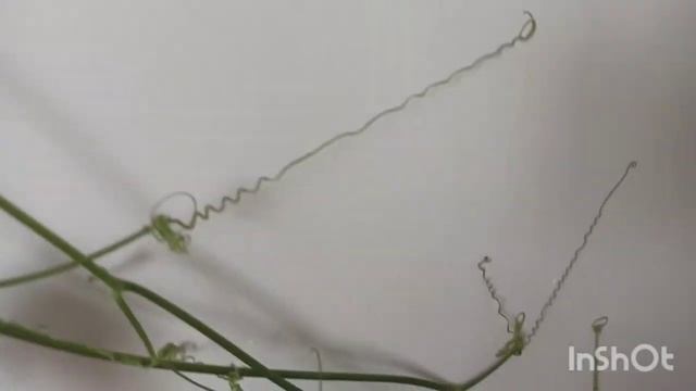 ВЫРАЩИВАНИЕ БАТАТА НА РАССАДУ. смотреть онлайн