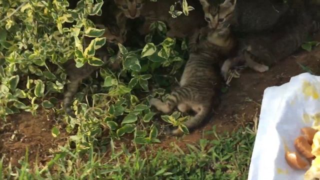Kittens At Memories Flamenco Part III (Younger than the previous cuba kittens) смотреть онлайн