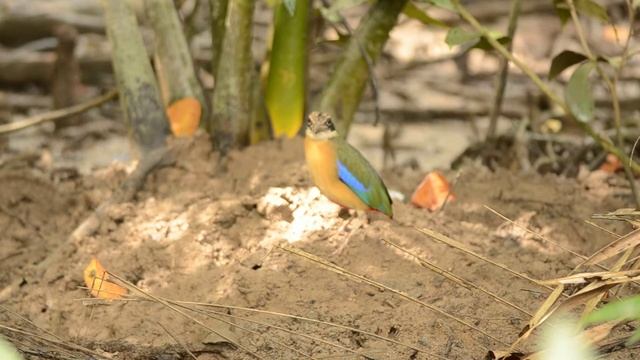 Mangrove Pitta By Tony Eagle Eye