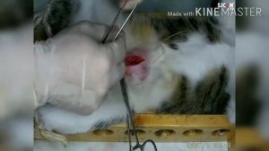 Стерилизация кошки (Овариогистероэктомия)