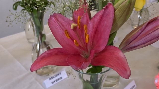 Lilium ´Zanella´