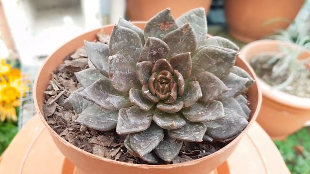 Hermosa Suculenta Echeveria Prìncipe Negro, Beautiful Succulent Echeveria Prìncipe Negro смотреть онлайн