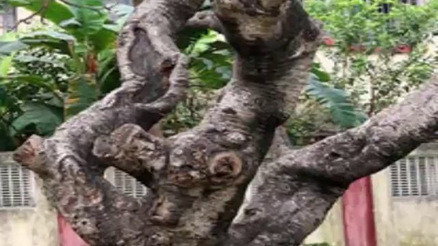 The Singapore Plumeria Plant смотреть онлайн