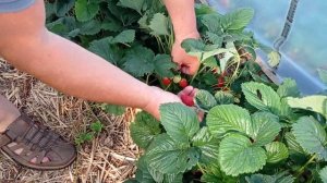 Клубника Ада радует своим ароматом