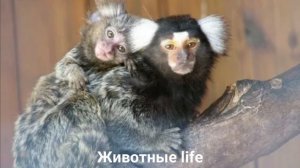 ОБЫКНОВЕННАЯ ИГРУНКА?/Животные life/Приматы/Обезьяна/Интересные факты