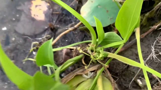 Water Plantain смотреть онлайн
