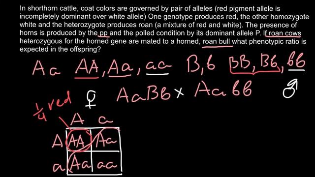 How to solve problems with two traits (genetics) смотреть онлайн
