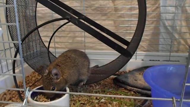 Дегу бегает в колесе смотреть онлайн