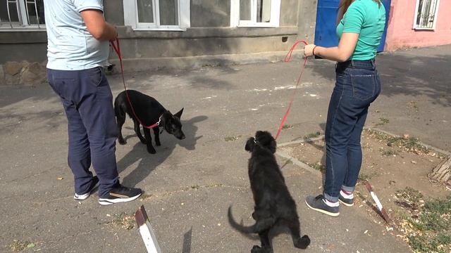 Щенок ВЕО и Щенок Немецкой Овчарки. Разница большая! смотреть онлайн