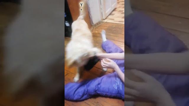 Привет из дома от Джесси (Голди) - малышка с заправки 🧡🙏 #голди #возьмисобакуизприюта #семья смотреть онлайн