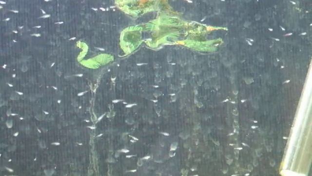 Brachydanio rerio - Zebrice stare dve nedelje смотреть онлайн