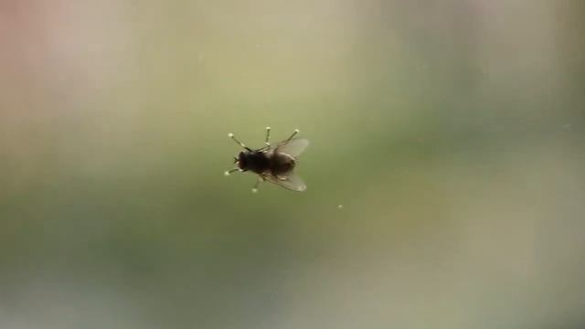 Helios 44M on Canon EOS 6D смотреть онлайн