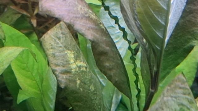 400 л и исправление ошибок #аквариум, #травник, #биотоп, #скалярии, #аквариумист, #гурами смотреть онлайн