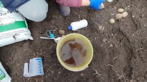 Сажаем картошку! Настали теплые деньки