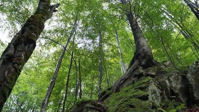 Лечебная музыка для сердца. Нежная музыка, успокаивает нервную систему и радует душу смотреть онлайн
