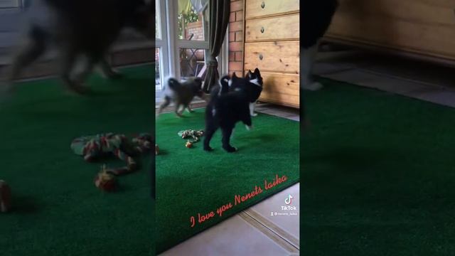 Ненецкие оленегонные лайки (оленегонка, оленегонный шпиц) смотреть онлайн