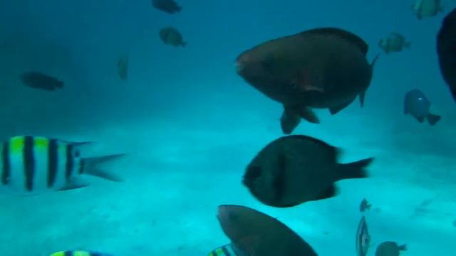 [Boracay] Sony DSC-TX30 underwater shooting смотреть онлайн