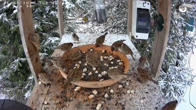 Трансляция с кормушек для птиц. 31.03.2020 года. город Калуга смотреть онлайн