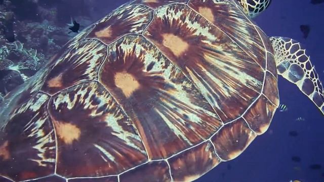 Красивая черепаха плавает под водой | Подводная съемка смотреть онлайн