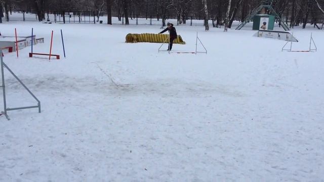 Аня и Кола, Трасса 3 - забег на время, 04/01/2015 Аджилити, смотреть онлайн