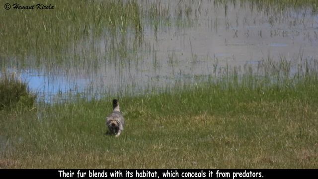 Pallas's Cat - Otocolobus manul #cat #animals #nikonp950 смотреть онлайн