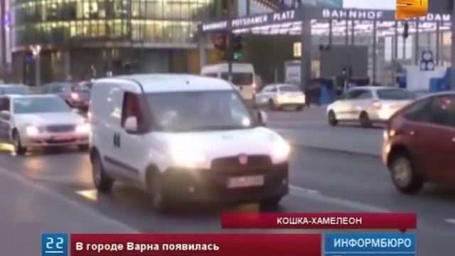 В Болгарии появилась кошка... зеленого цвета смотреть онлайн