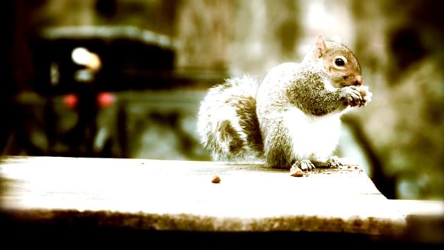 How to chomp смотреть онлайн