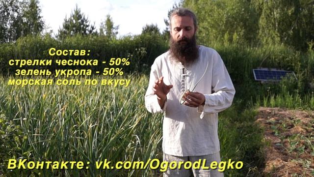 Стрелки чеснока - выращивание и заготовка на зиму