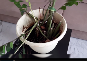 Замиокулькас  реанимация